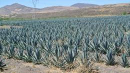 19R-MMM001SS : ORIGINAL MEXICAN RING MARIA